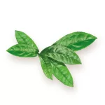BioMenü BIO MATCHA TEA kapszula 60 db